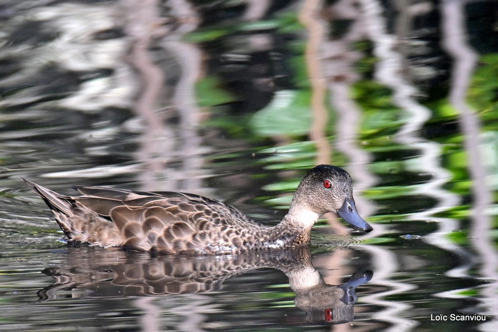 Sarcelle australasienne/Grey Teal (2)