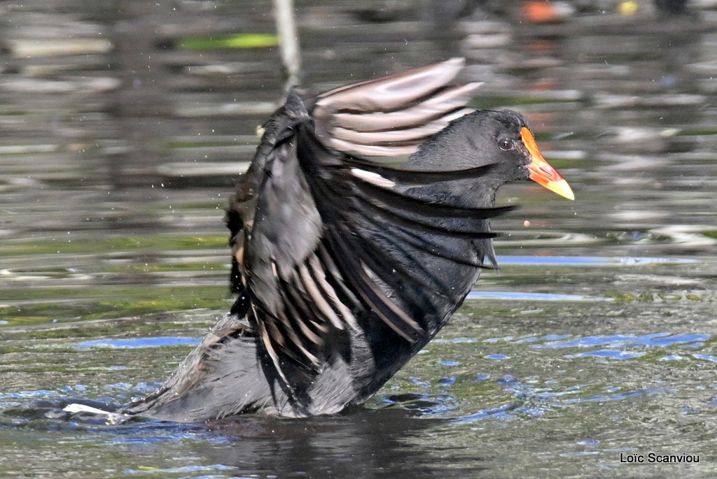 Gallinule sombre/Dusky Moorhen