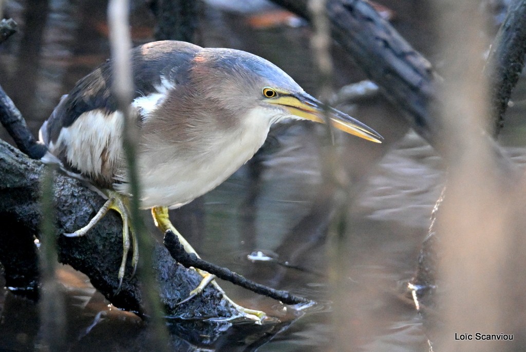 Blongios nain/Little Bittern (1)