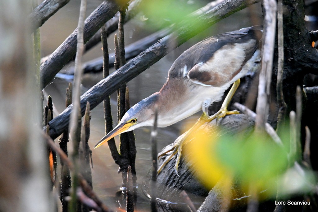 Blongios nain/Little Bittern (2)