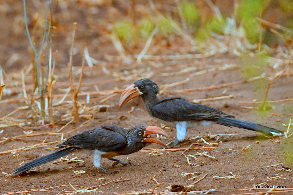 Calao couronné/Crowned Hornbill