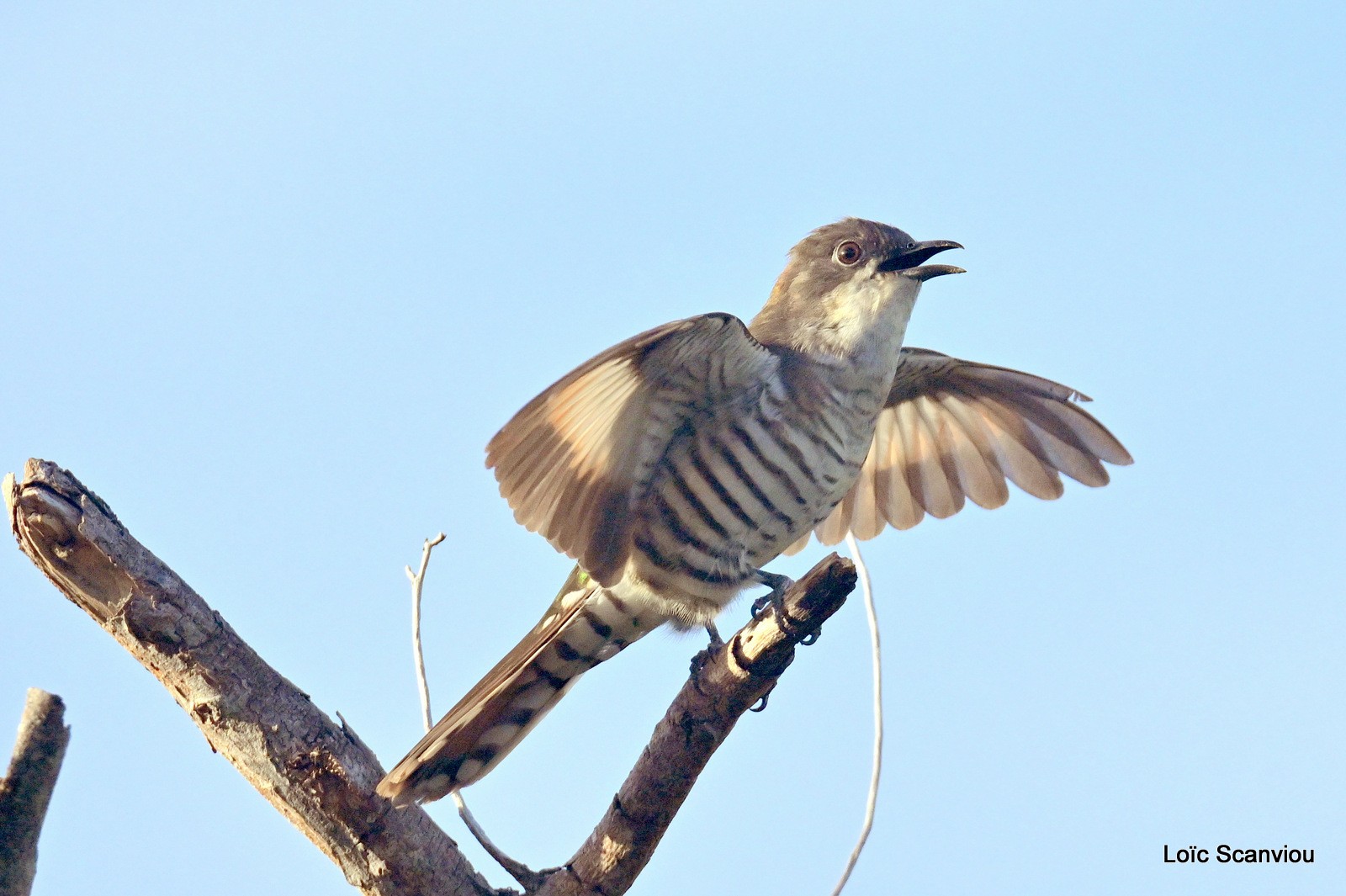 Coucou cuivré/Shining Bronze-Cuckoo (7)