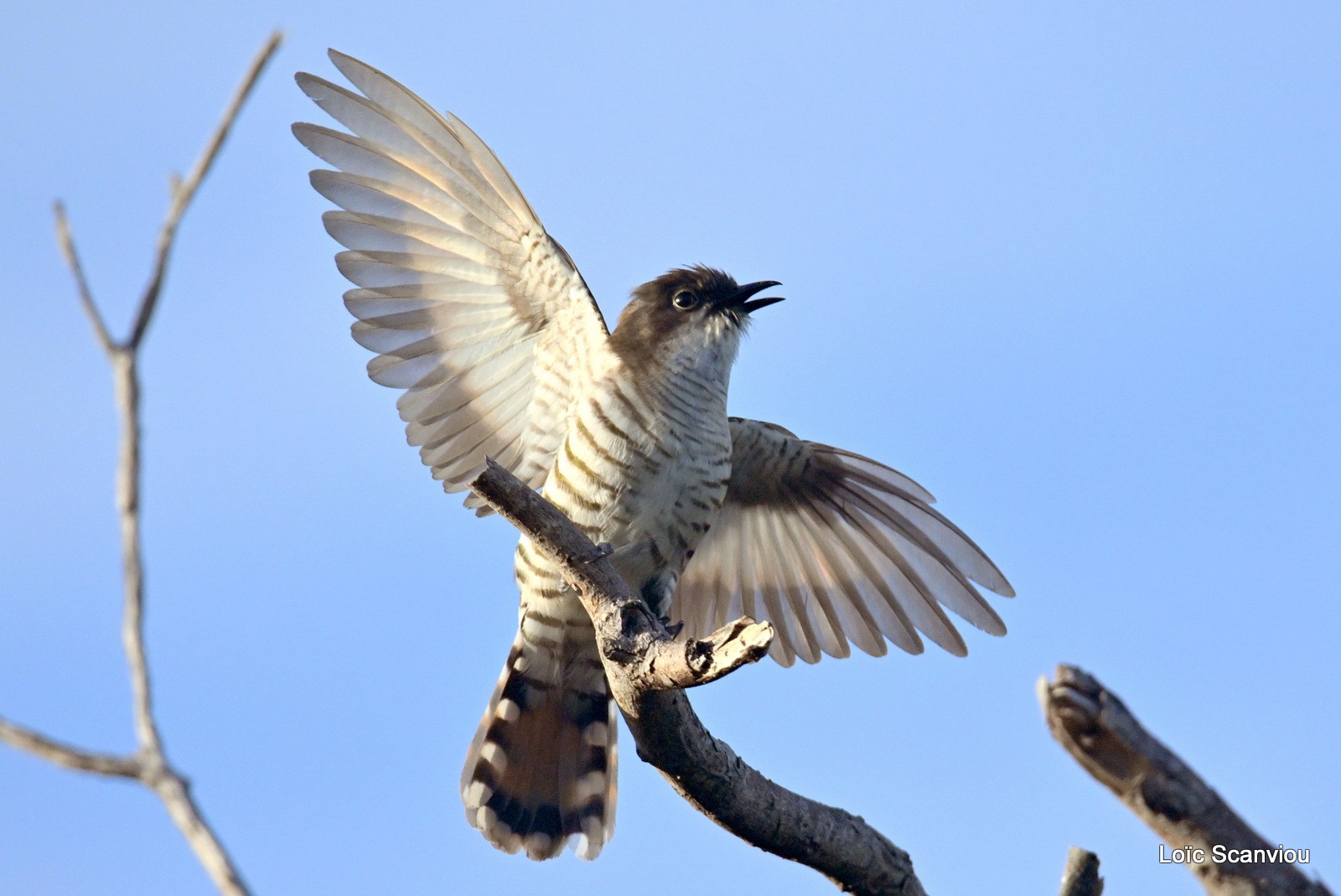 Coucou cuivré/Shining Bronze-Cuckoo (6)