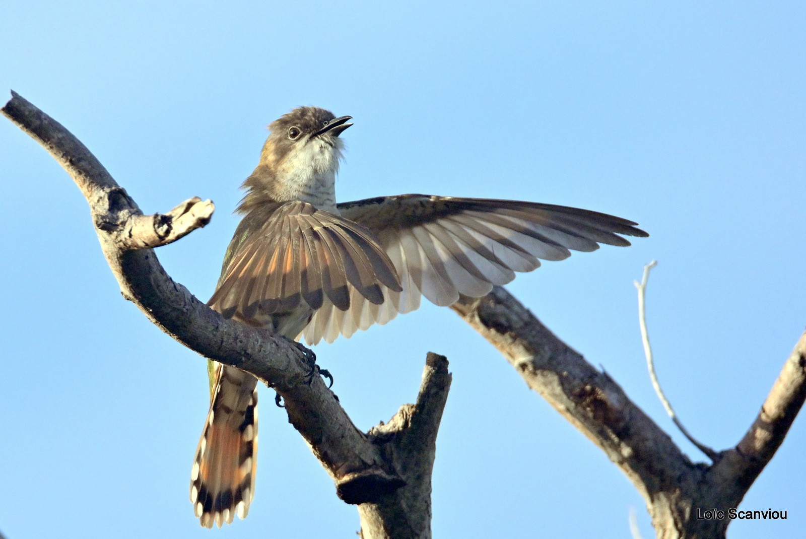 Coucou cuivré/Shining Bronze-Cuckoo (5)