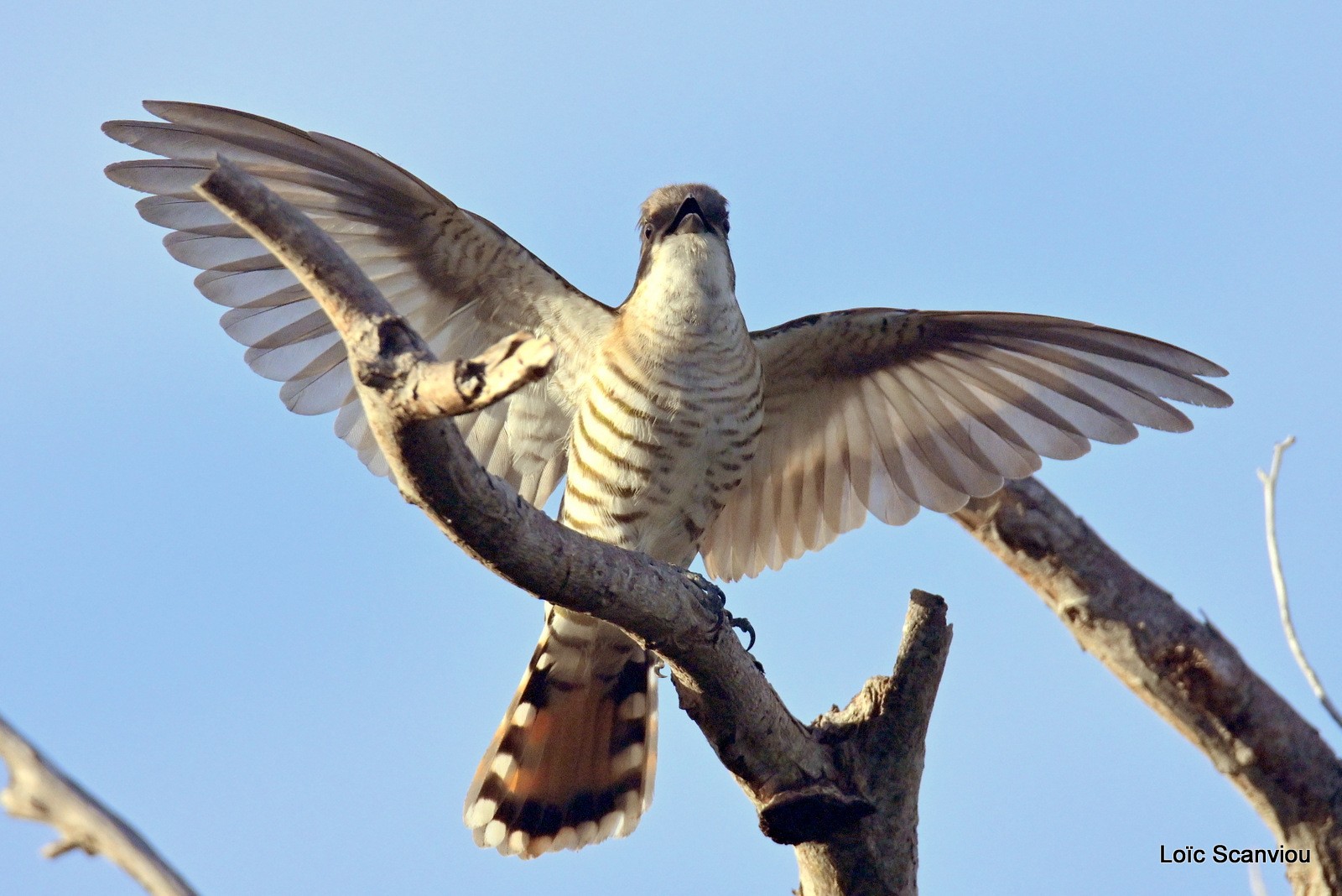 Coucou cuivré/Shining Bronze-Cuckoo (3)