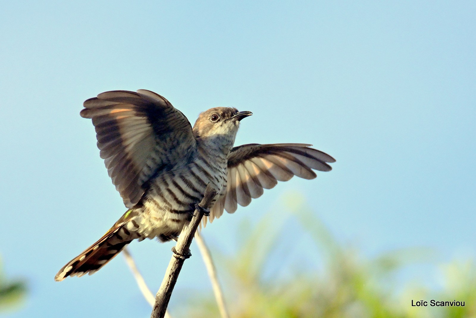 Coucou cuivré/Shining Bronze-Cuckoo (2)