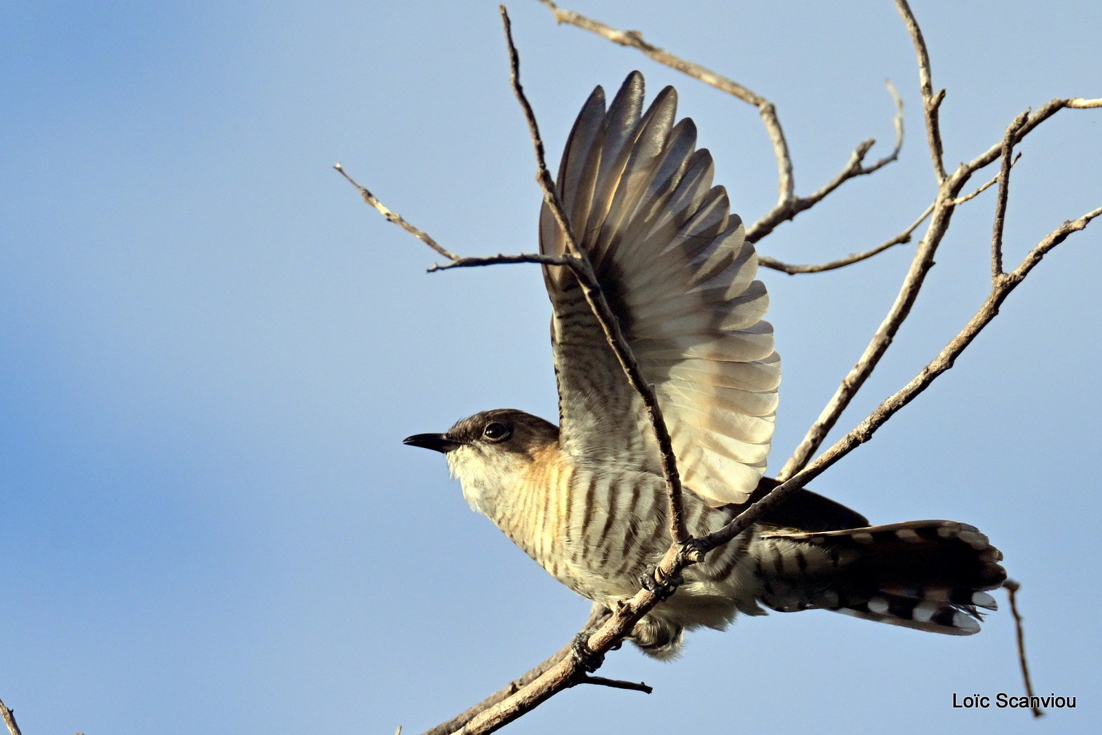 Coucou cuivré/Shining Bronze-Cuckoo (1)