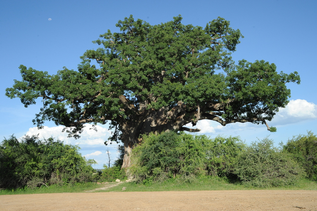 Baobab géant