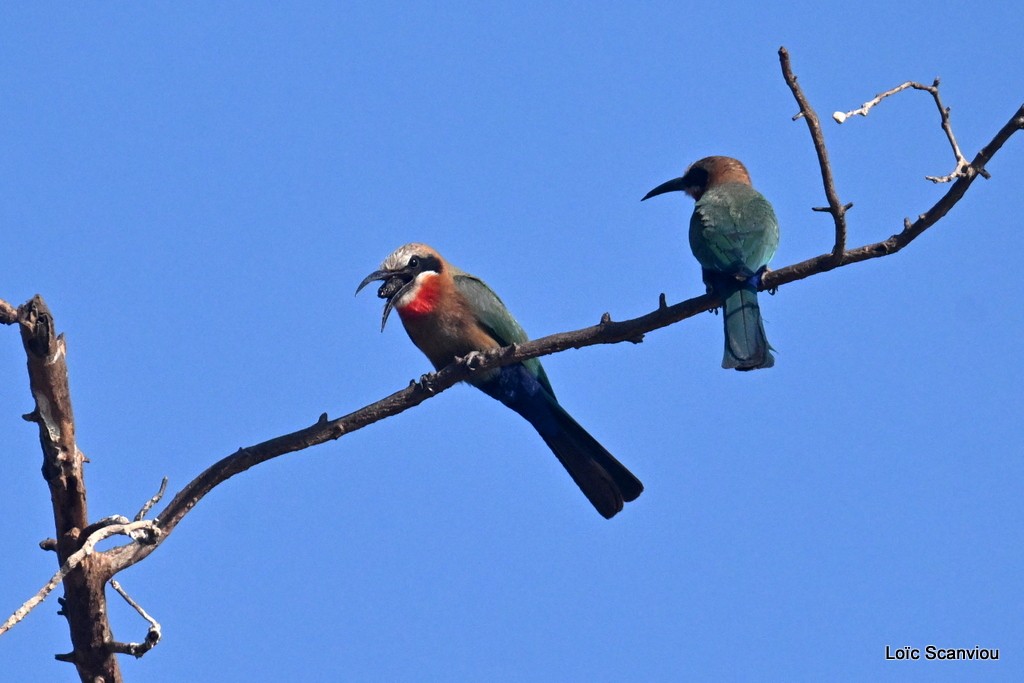 Guêpier à front blanc/White-fronted Bee-eater (1)