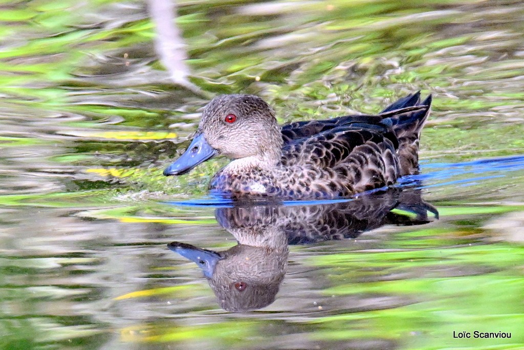 Sarcelle australasienne/Grey Teal 