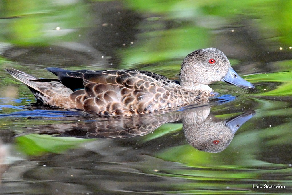 Sarcelle australasienne/Grey Teal 