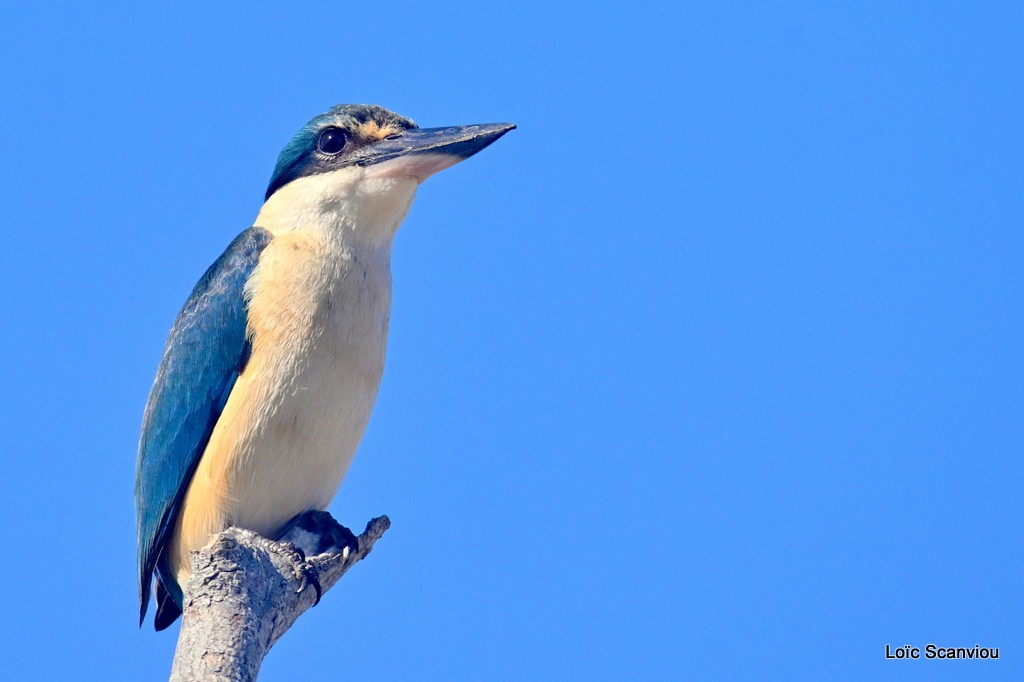 Martin-chasseur sacré/Sacred Kingfisher