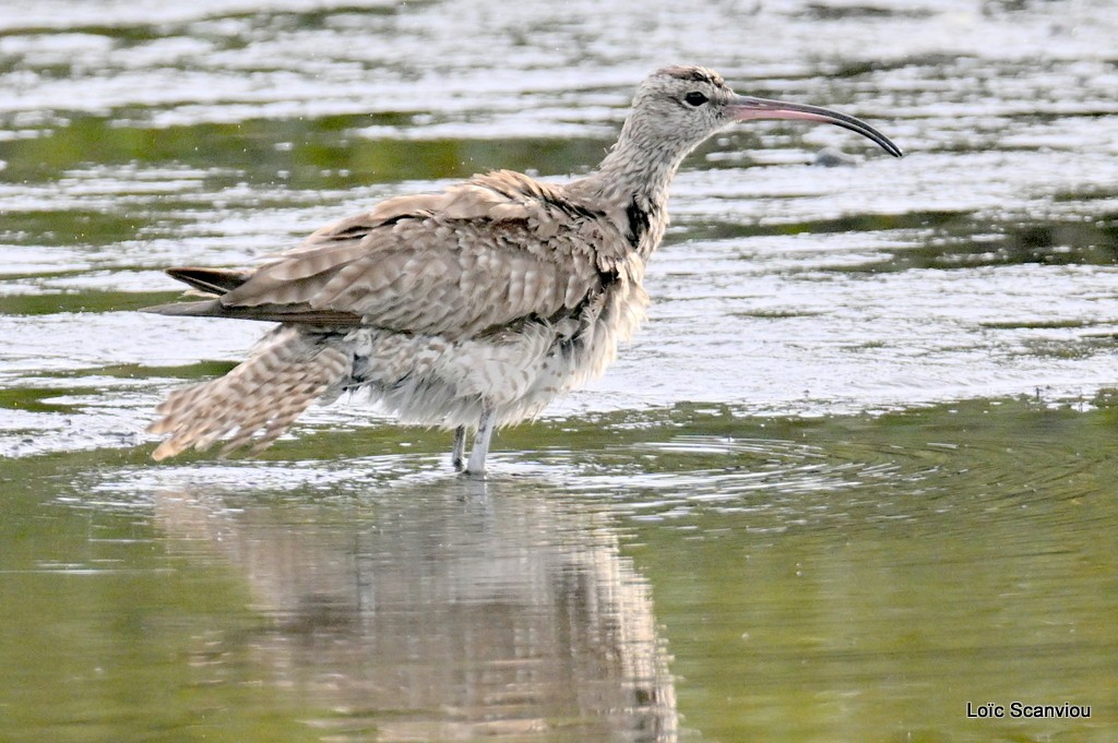 Courlis corlieu/Whimbrel 