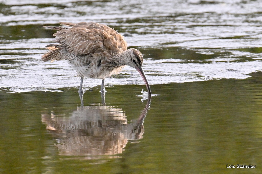 Courlis corlieu/Whimbrel 