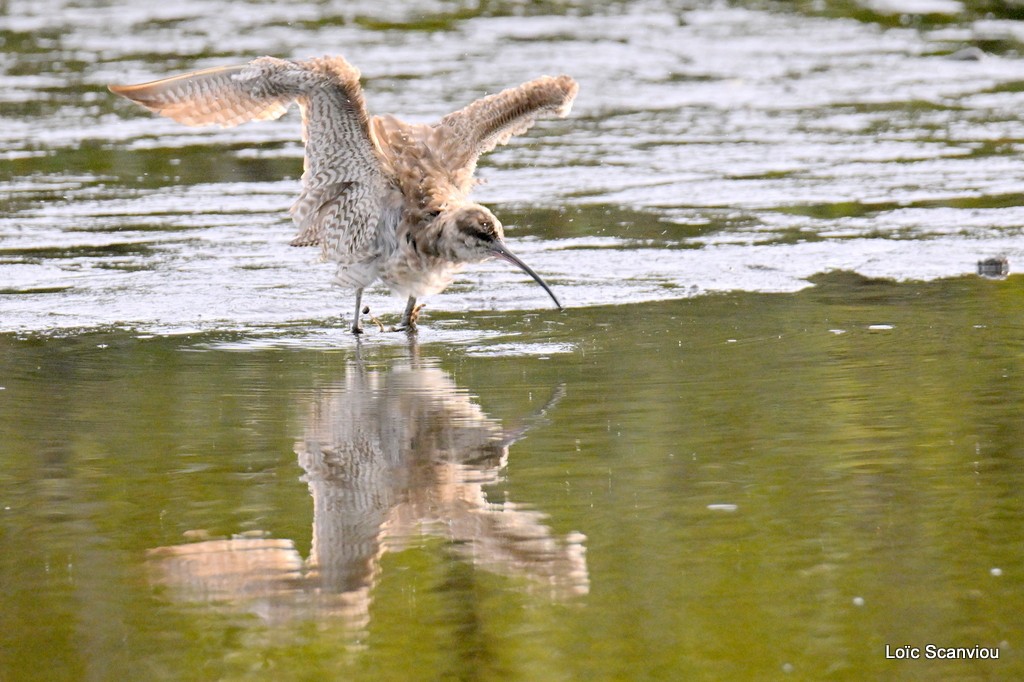 Courlis corlieu/Whimbrel 