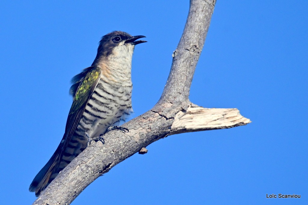 Coucou cuivré/Shining Bronze-Cuckoo