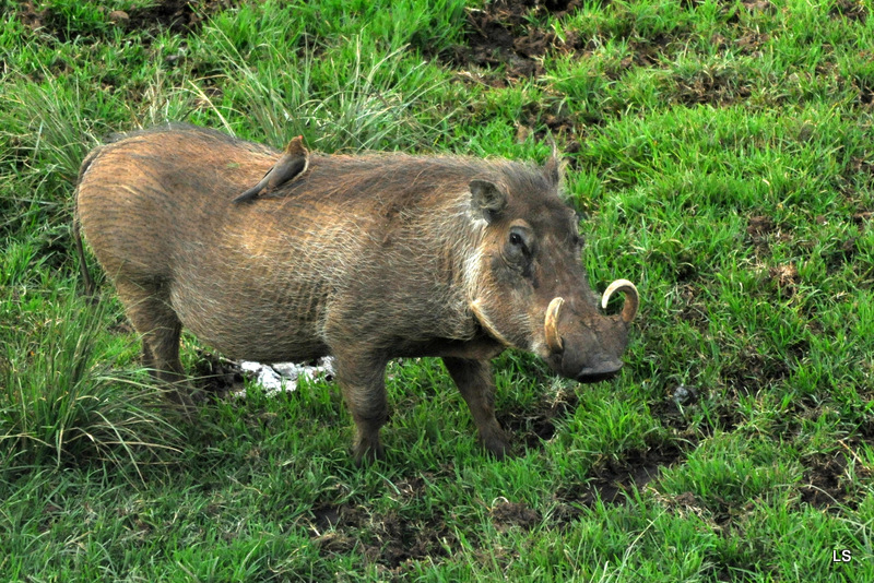 Phacochère/Warthog (1)