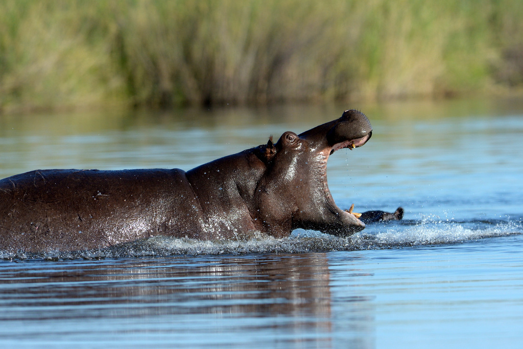 Hippopotame/Hippopotamus (3)