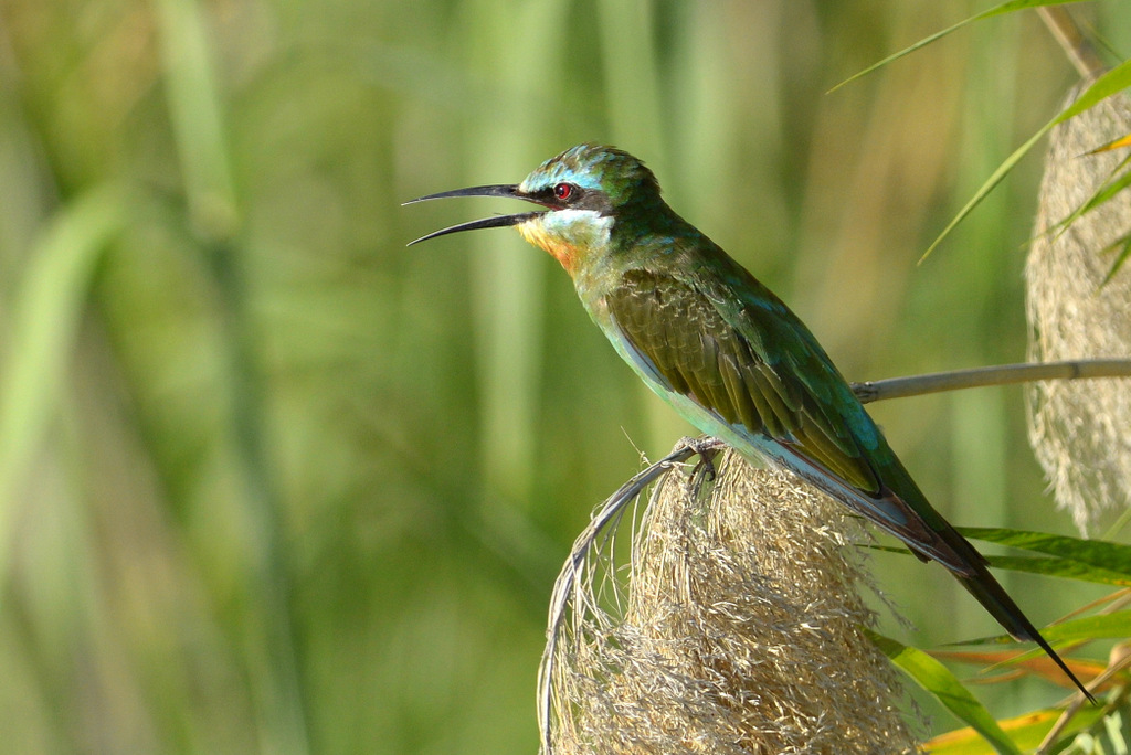 Guêpier de Perse/Blue-cheeked Bee-eater (3)