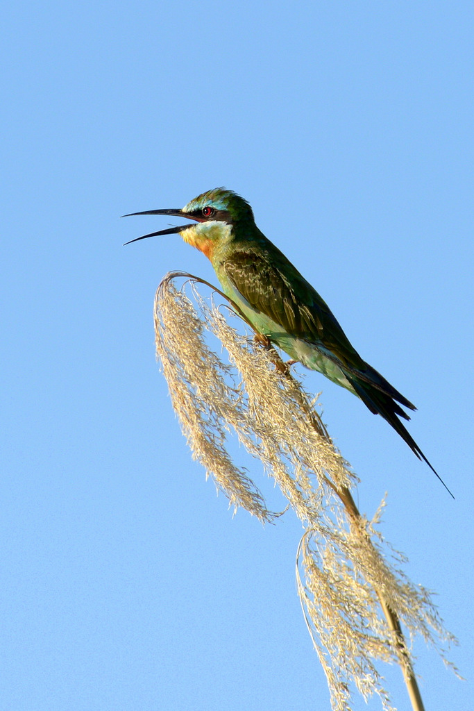 Guêpier de Perse/Blue-cheeked Bee-eater (4)