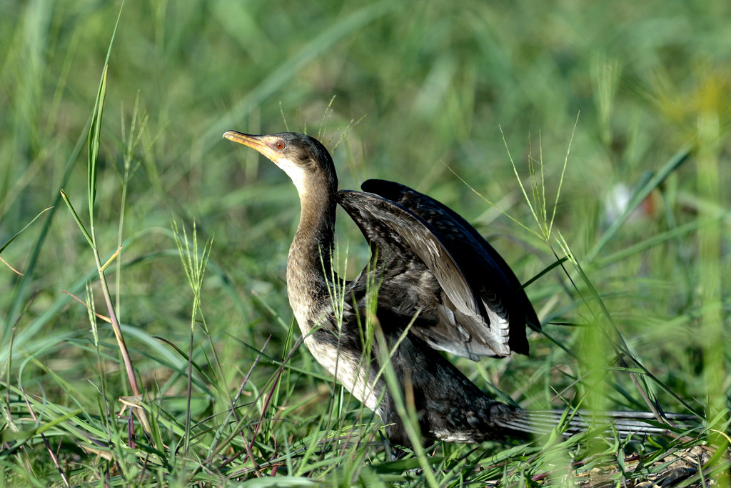 Cormoran/Cormorant (1)