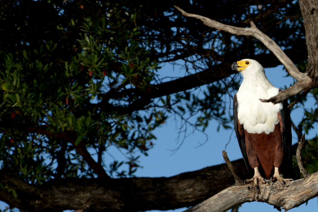 Aigle vocifère/African Fish Eagle (1)