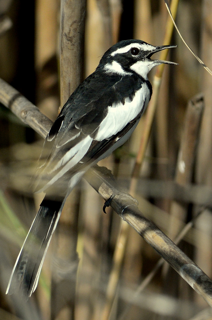 Bergeronnette pie/African Pied Wagtail (1)