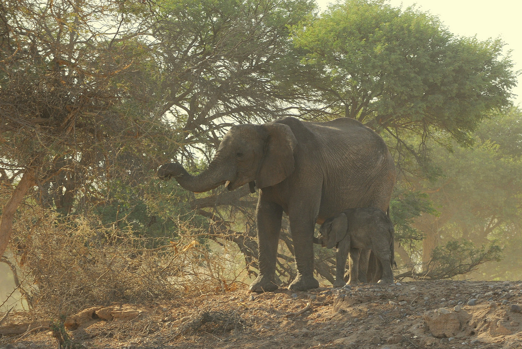 Eléphant du désert