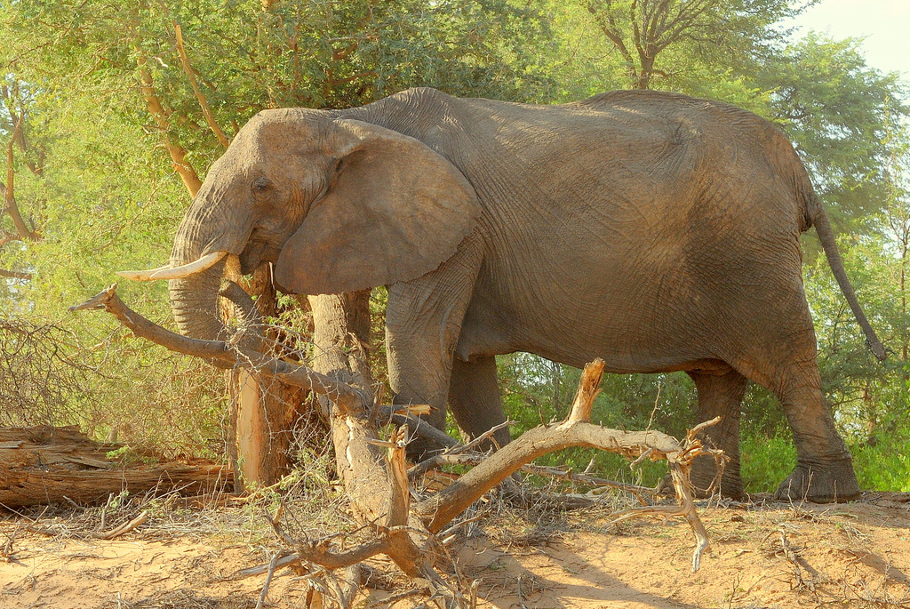 Eléphant du désert