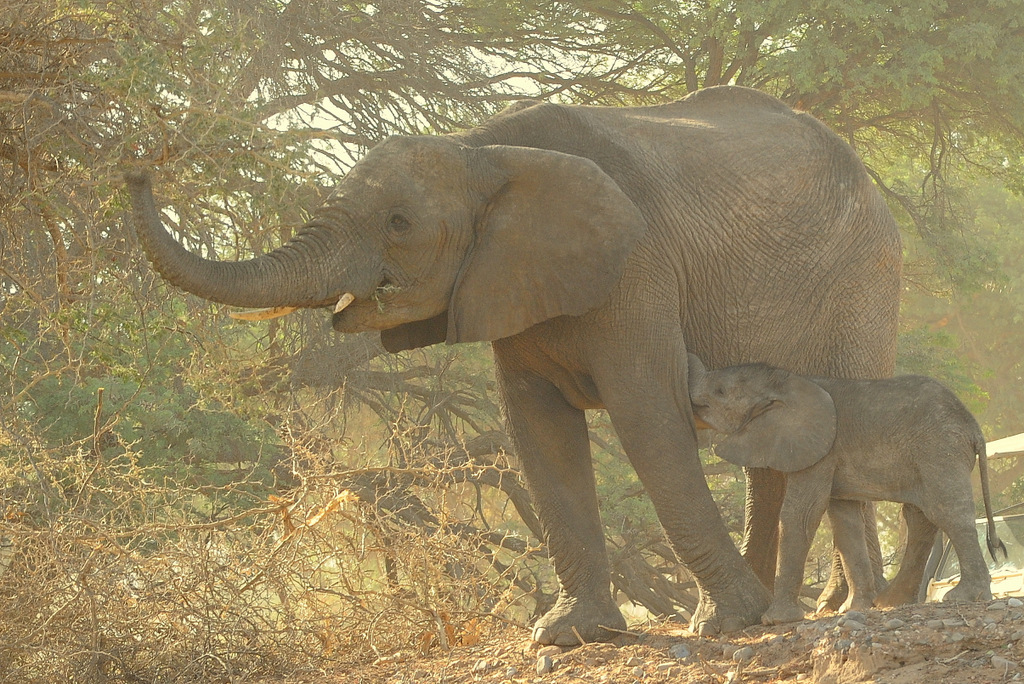 Eléphant du désert