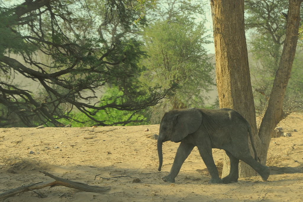 Eléphant du désert