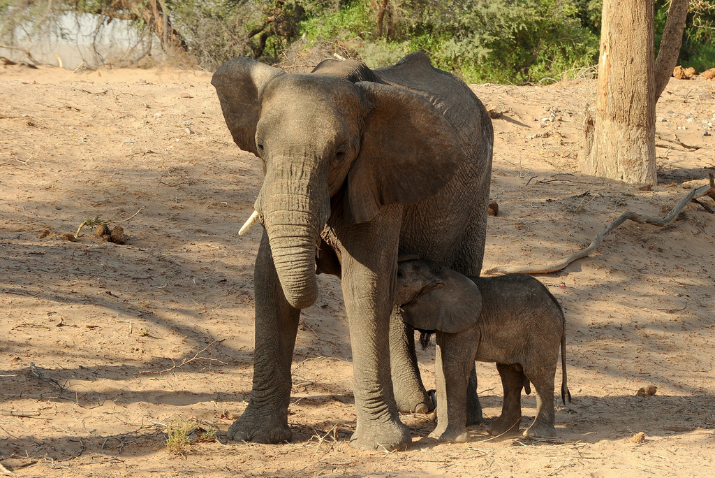 Eléphant du désert