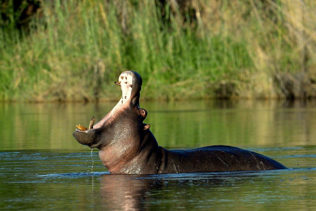 Hippopotame/Hippopotamus (5)