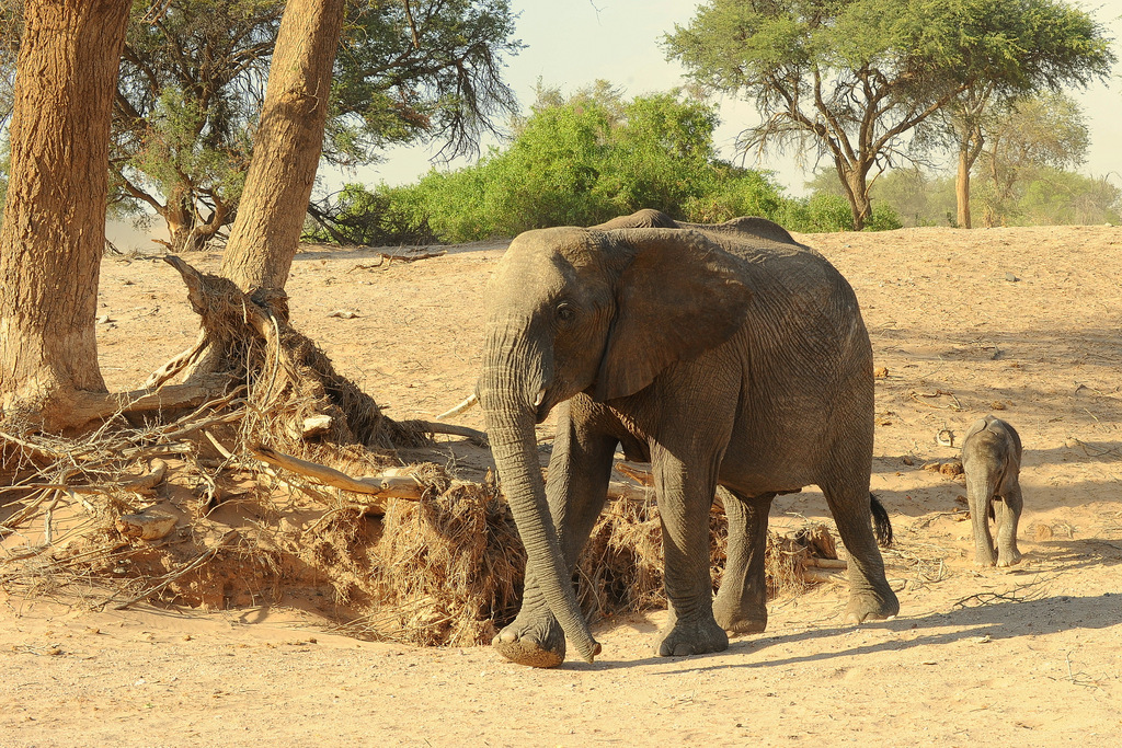 Eléphant du désert