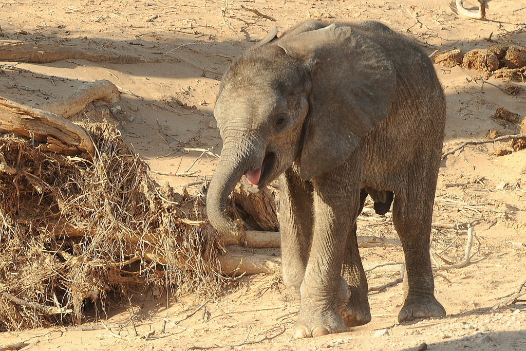 Eléphant du désert