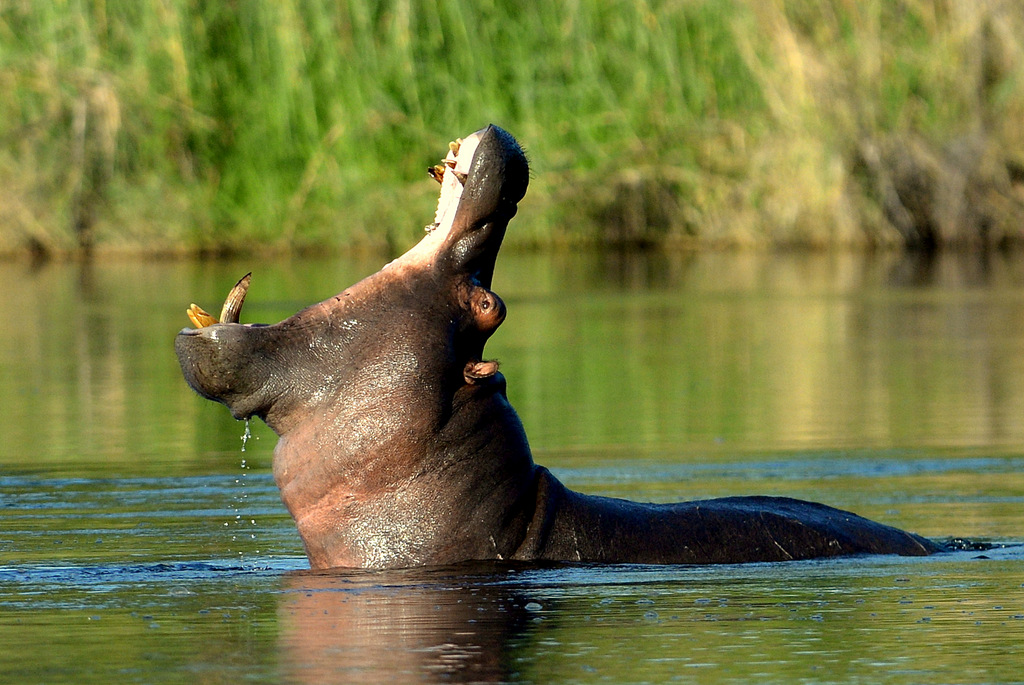 Hippopotame/Hippopotamus (6)