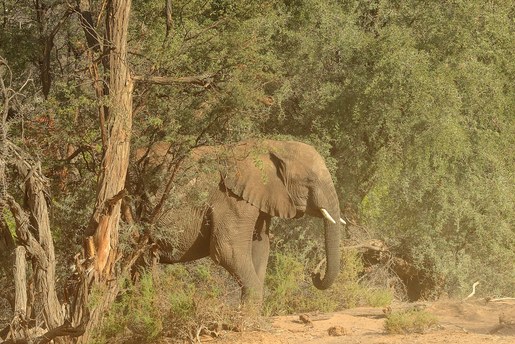 Eléphant du désert