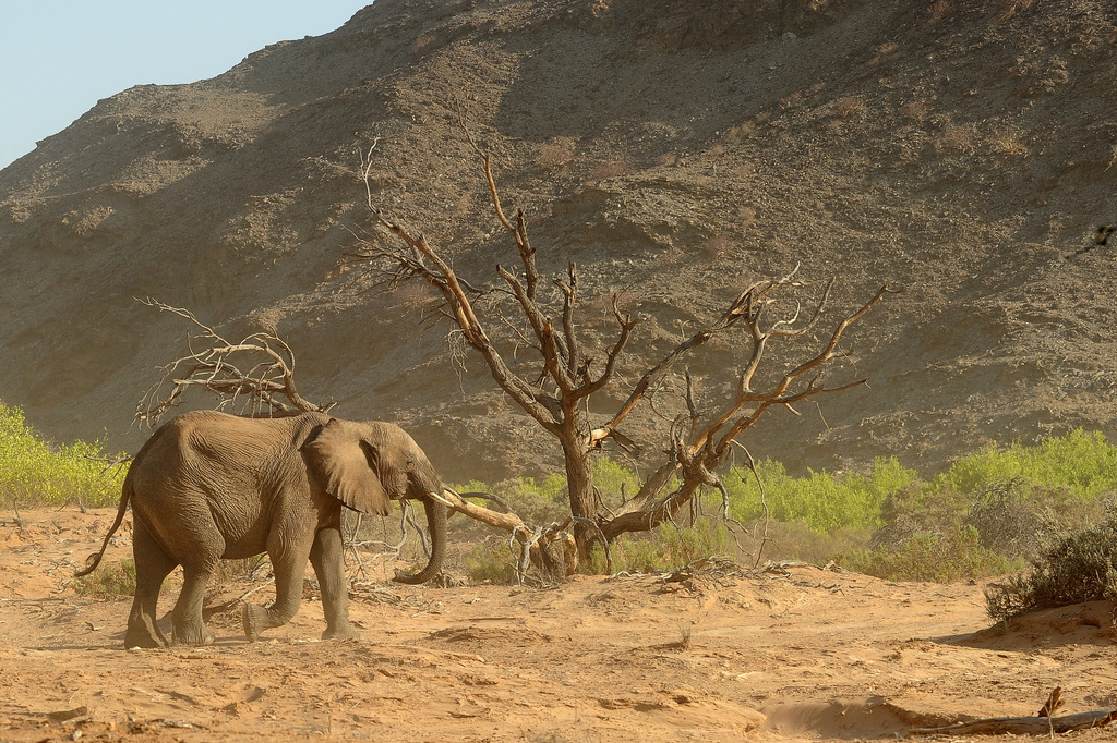 Eléphant du désert