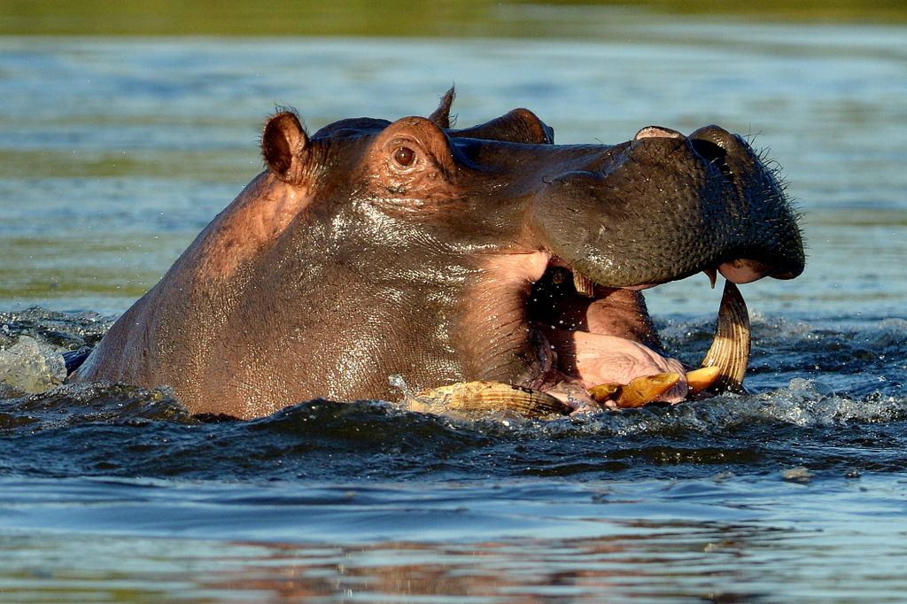 Hippopotame/Hippopotamus (9)