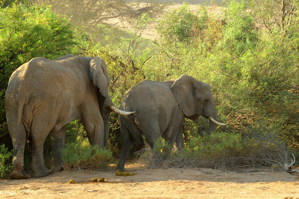 Eléphant du désert