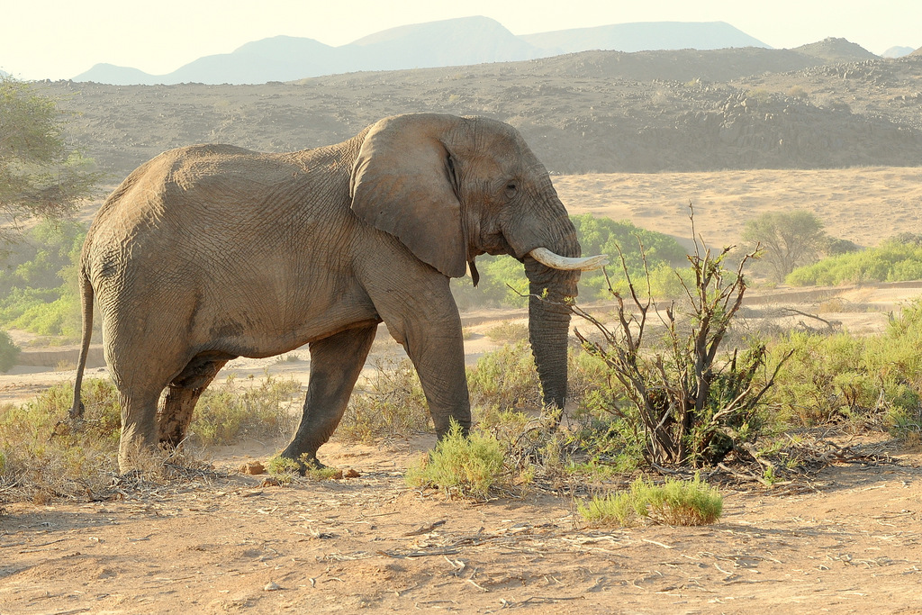 Eléphant du désert