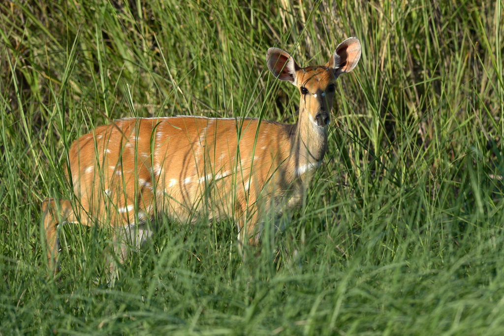 Guib harnaché/Bushbuck (1)