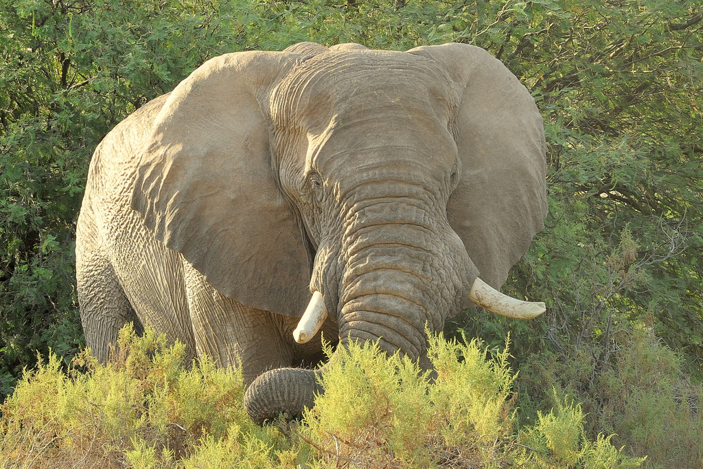 Eléphant du désert