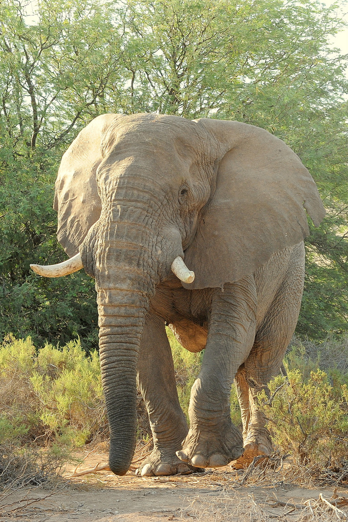 Eléphant du désert