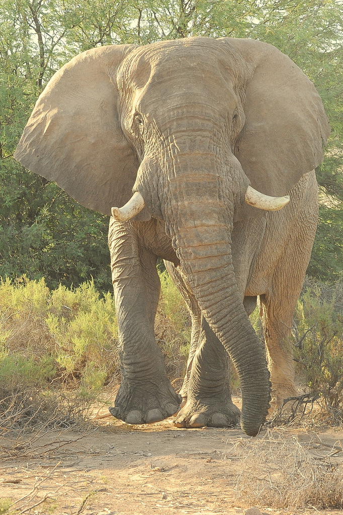 Eléphant du désert