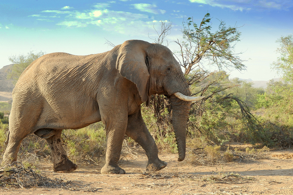 Eléphant du désert