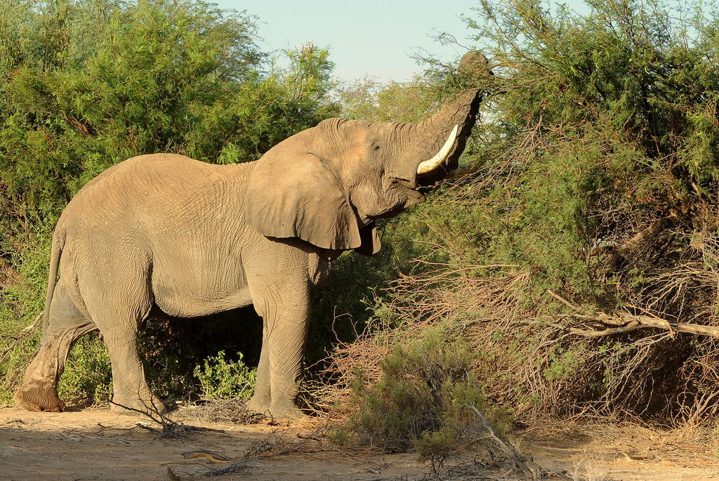 Eléphant du désert