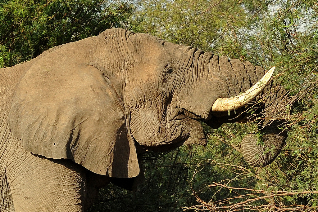 Eléphant du désert