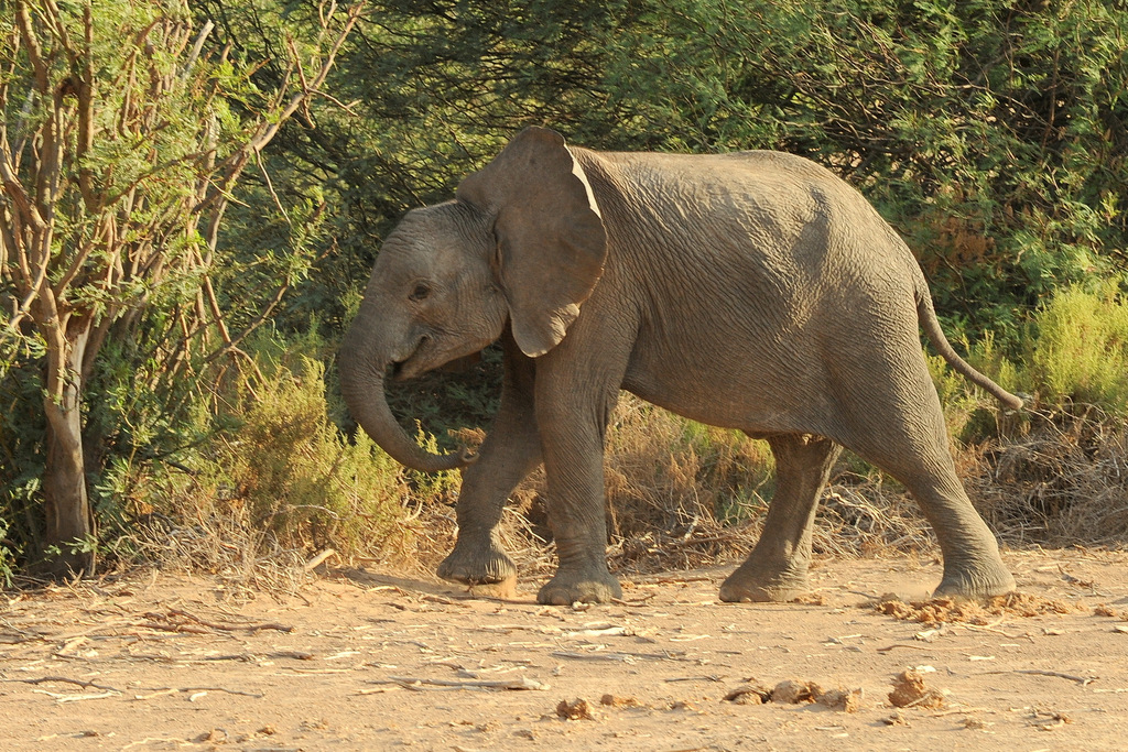 Eléphant du désert