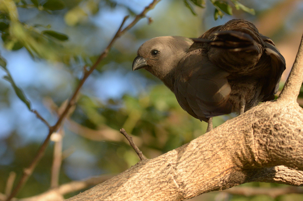 Go away Bird